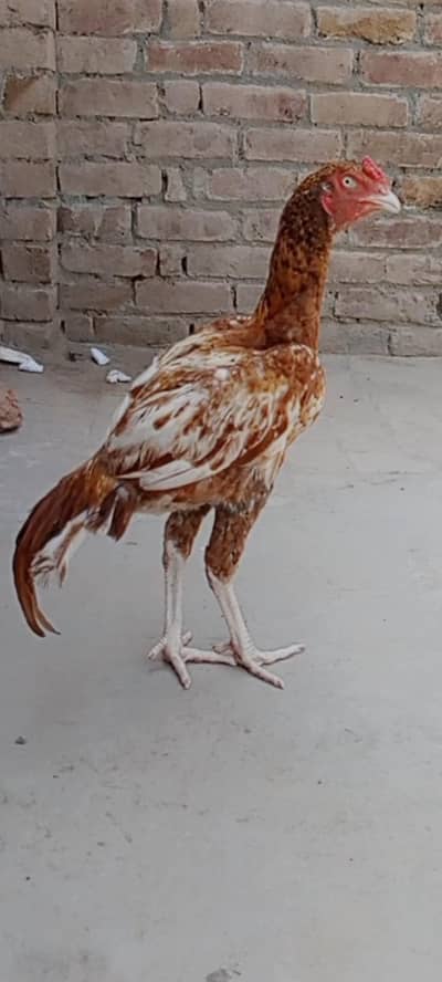 Pela Ptha for sale location multan 03075760676