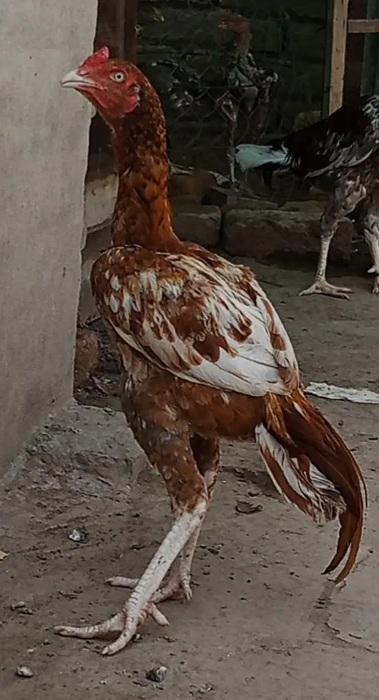 Pela Ptha for sale location multan 03075760676 — photo 2