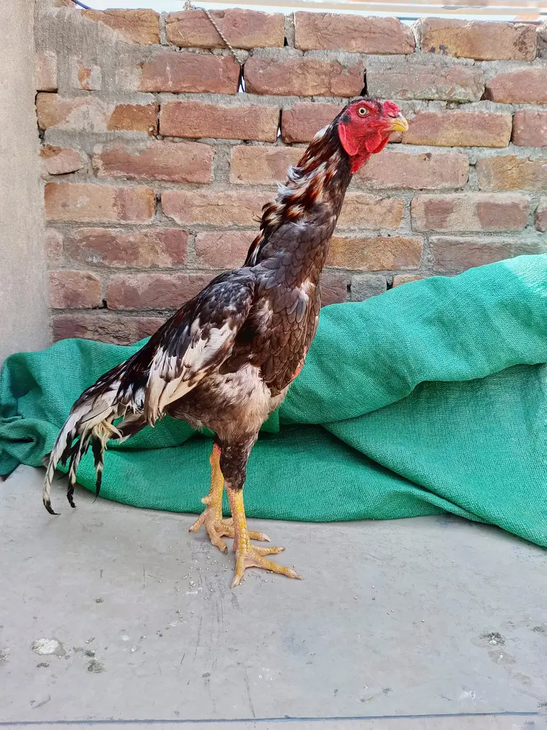 Pela Ptha for sale location multan 03075760676 — photo 3