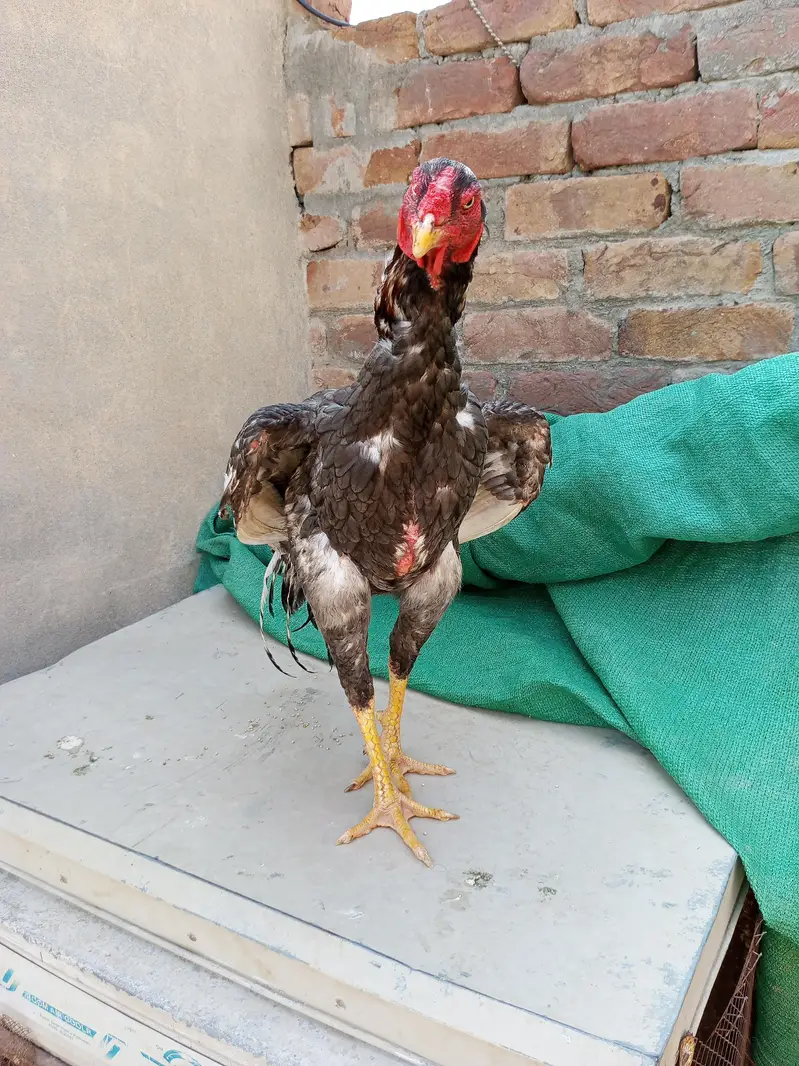 Pela Ptha for sale location multan 03075760676 — photo 4