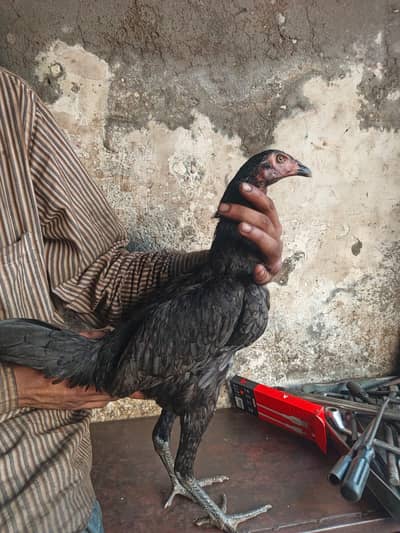 BURMI+PAKOYE young pullet