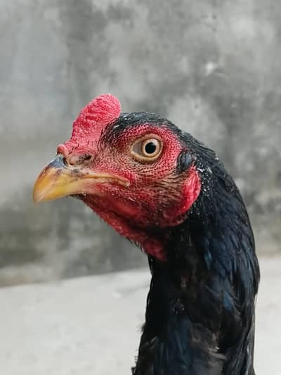 Lasani Aseel Pair Available For Sale