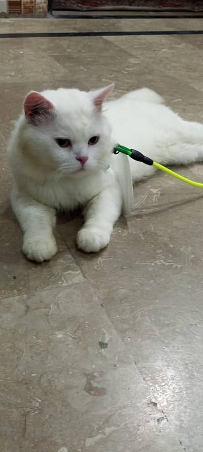 pure Persian cat. quality for quality seeker.