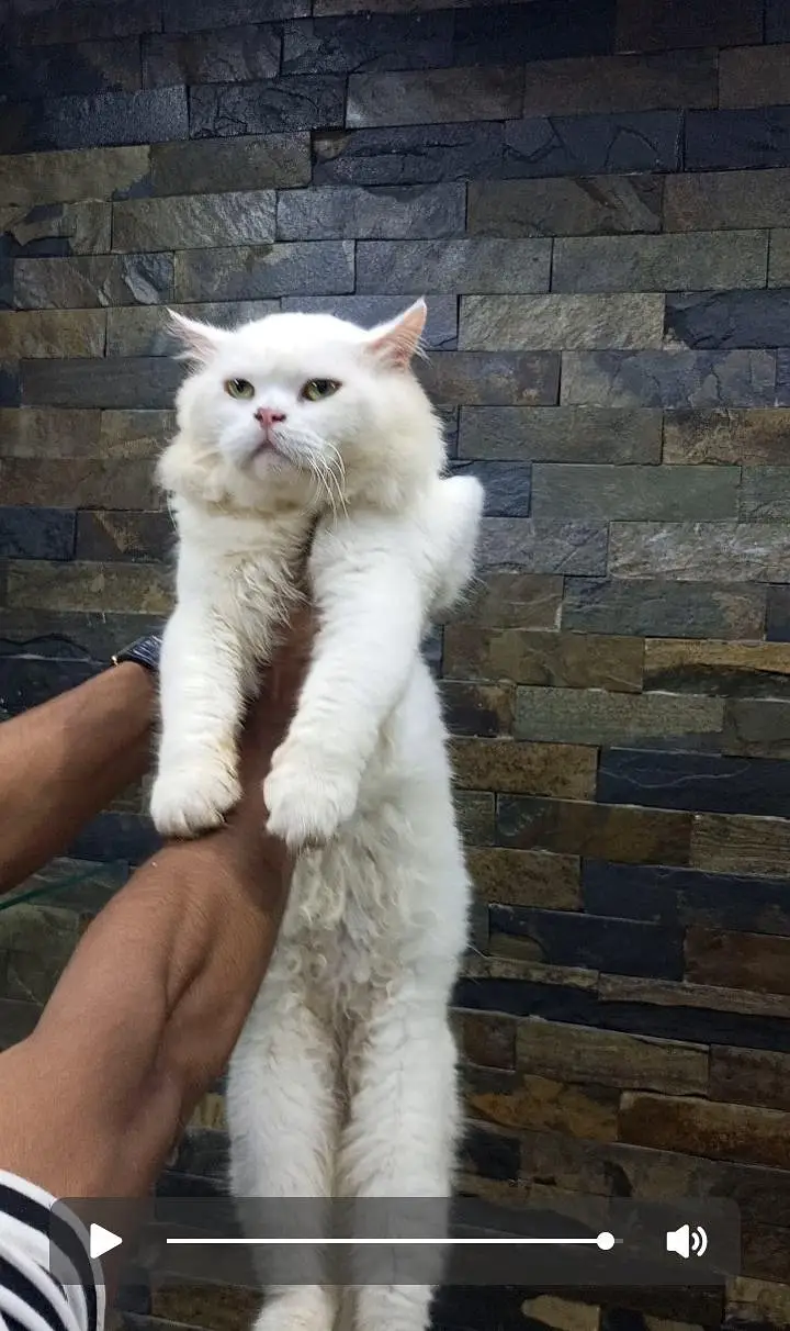 pure Persian cat. quality for quality seeker. with complete accessible — photo 2