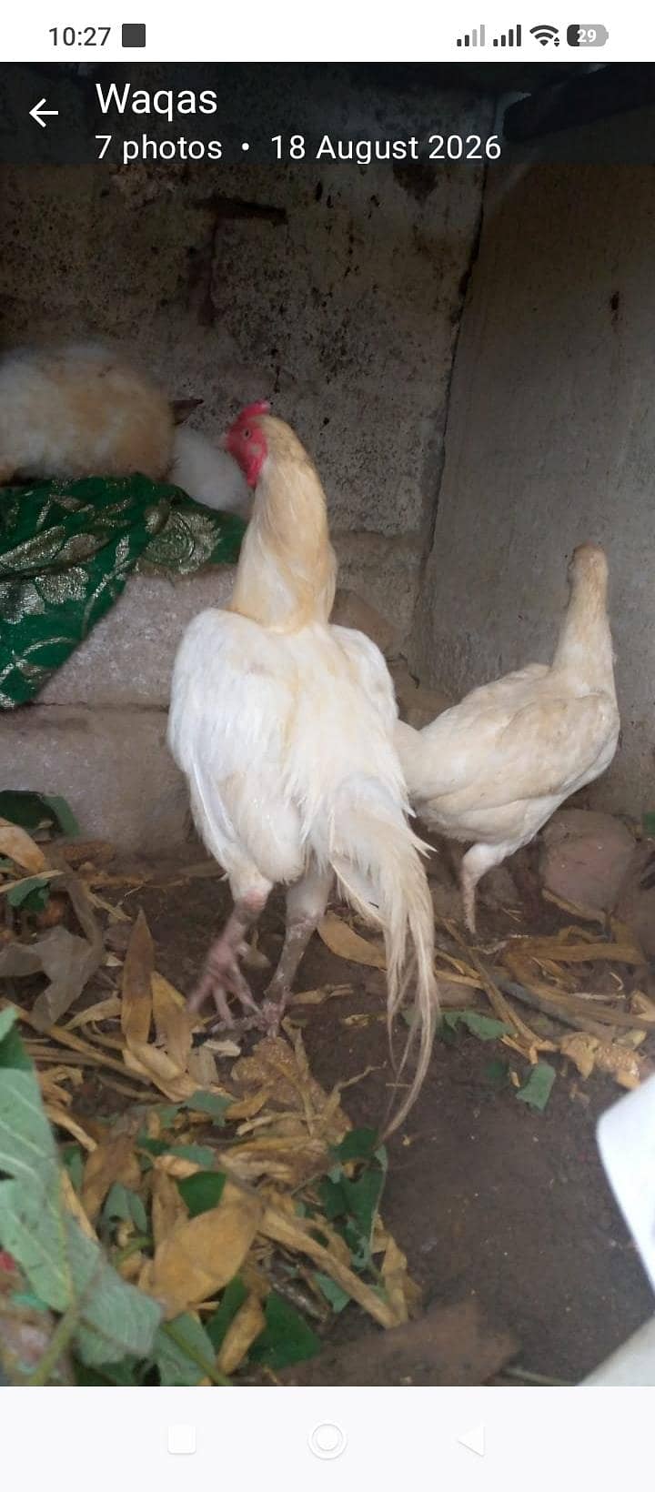 hira murga hai jis Kisi ko chahie vah rasta Karen saat rabbit, 1000 ka 8