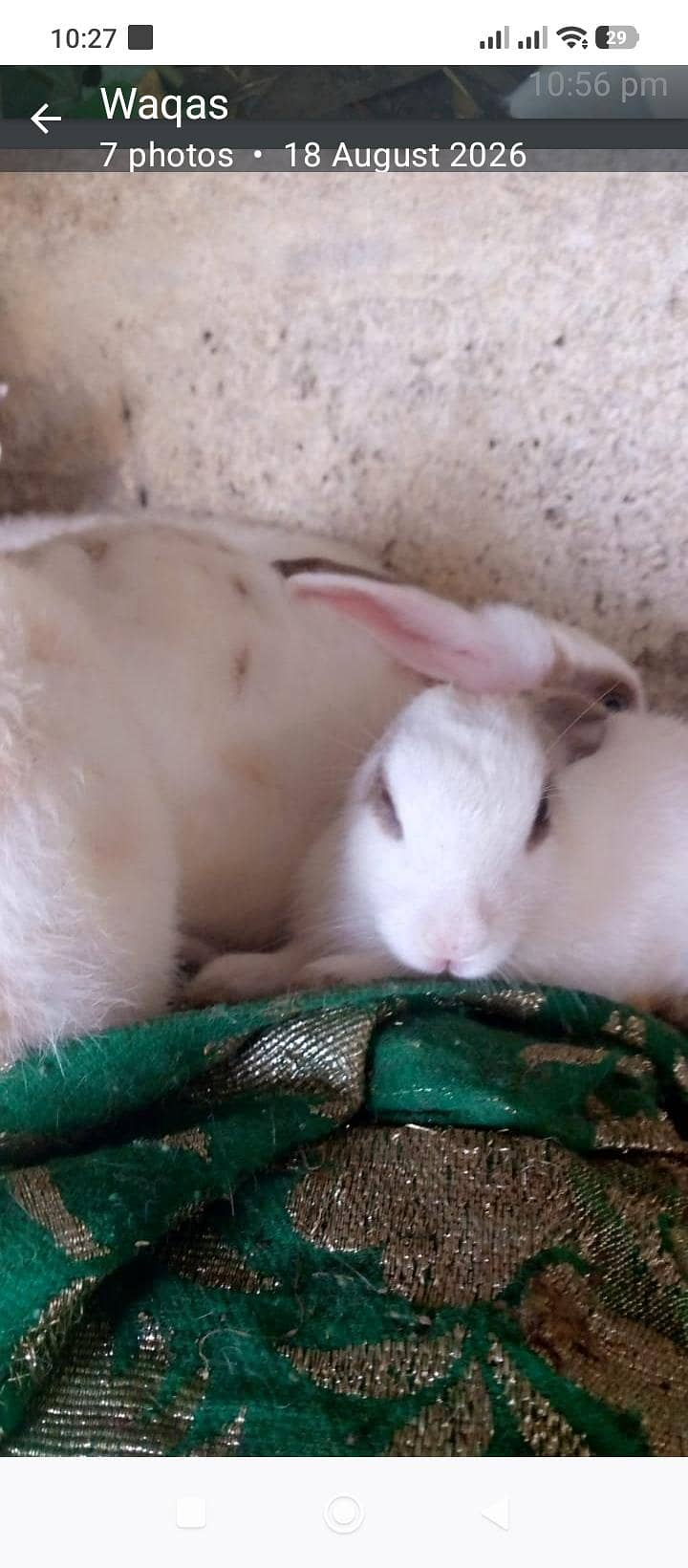 hira murga hai jis Kisi ko chahie vah rasta Karen saat rabbit, 1000 ka 9
