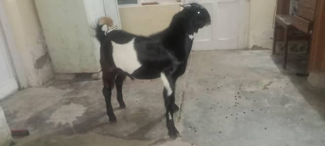 Bakra