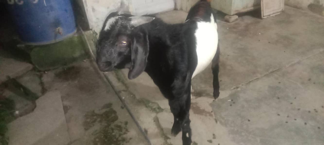 Bakra 1
