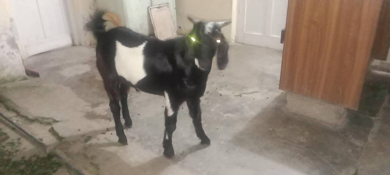 Bakra 2