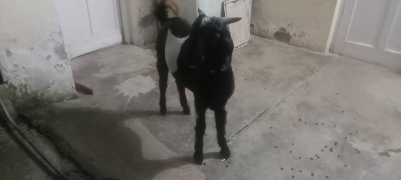 Bakra 3