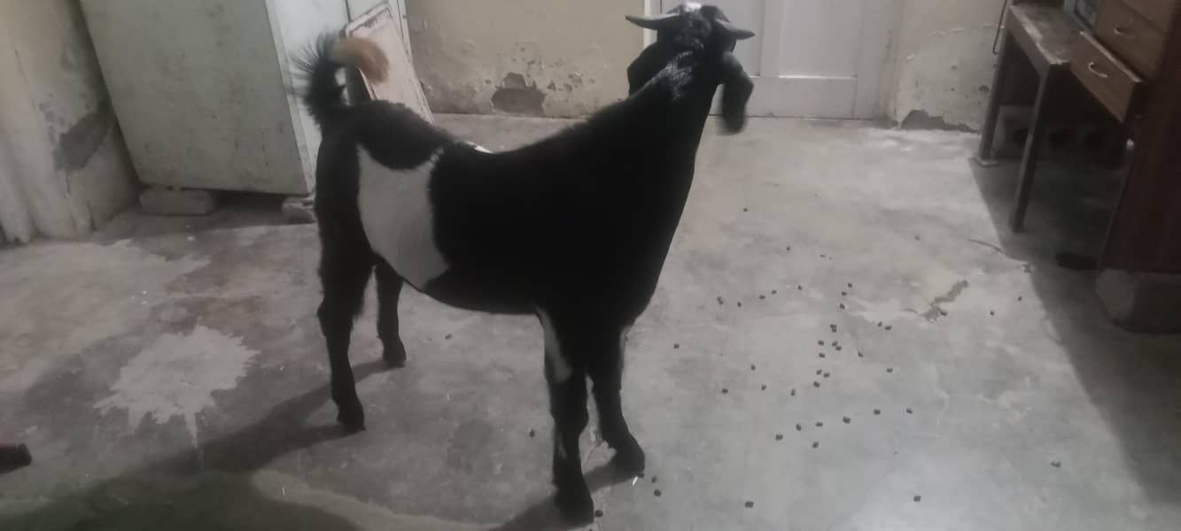 Bakra 4