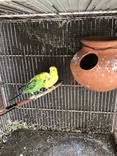 Lovebirds budgies china dove