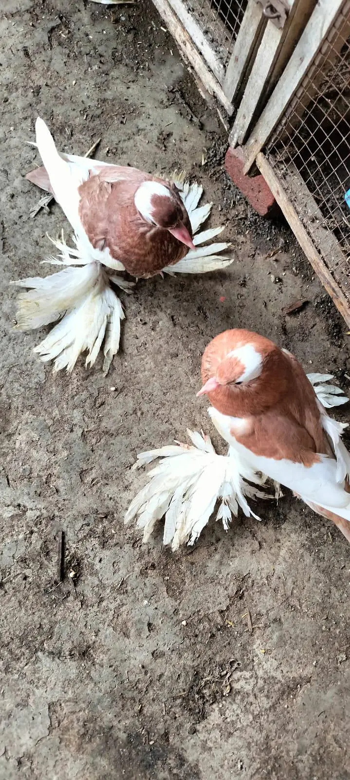 Makpy breeder pair — photo 2