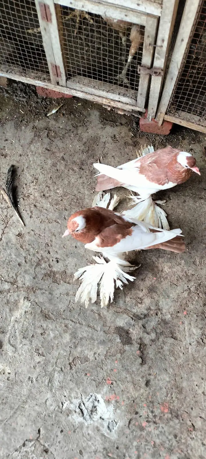 Makpy breeder pair — photo 3