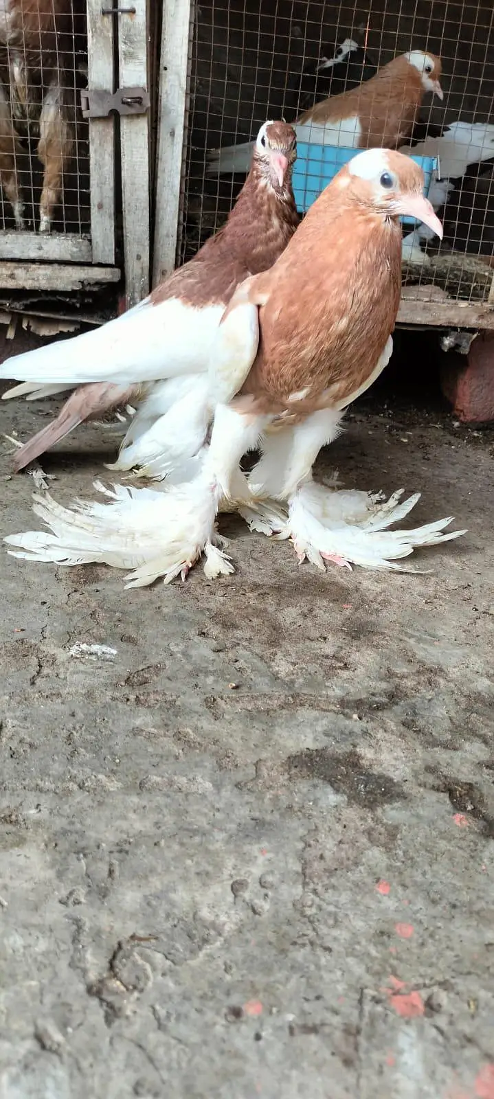 Makpy breeder pair — photo 4