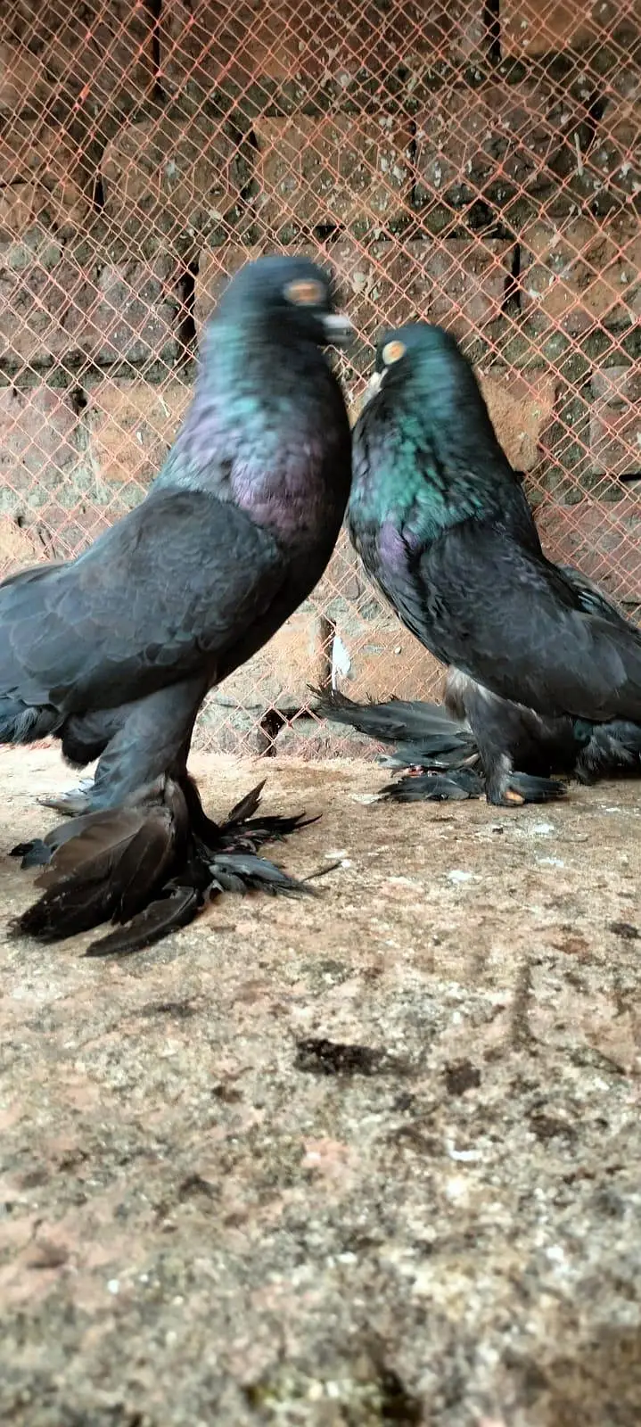 Makpy breeder pair — photo 7