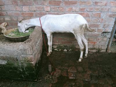 Full White Healthy Goat for Sale