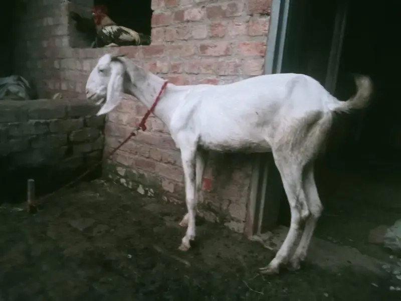 Full White Healthy Goat for Sale — photo 2
