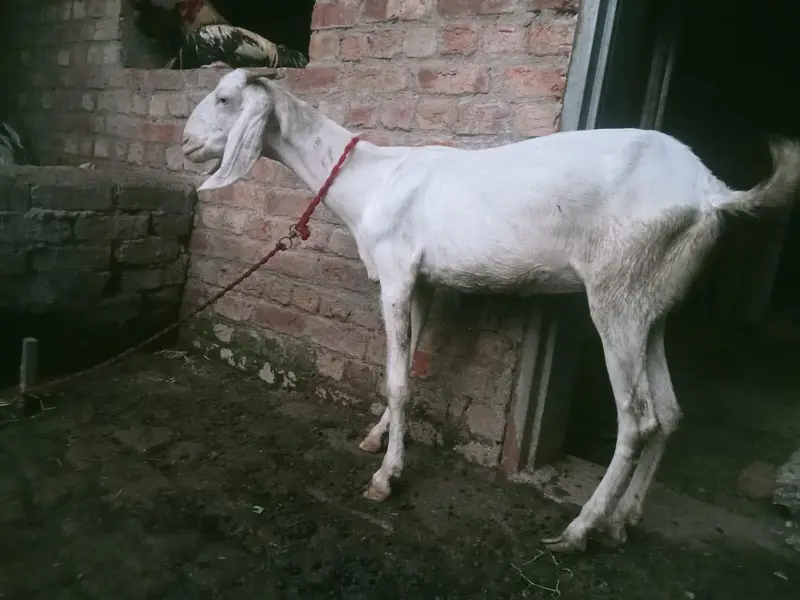 Full White Healthy Goat for Sale — photo 3