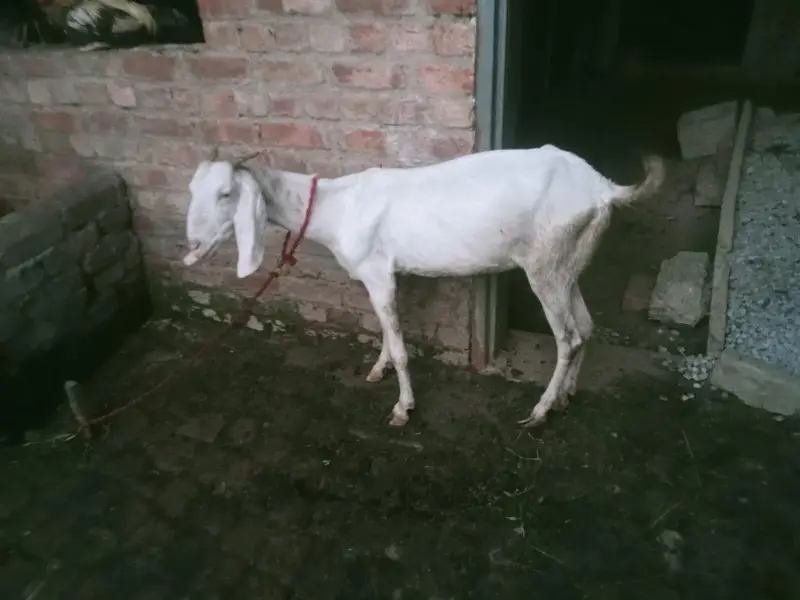Full White Healthy Goat for Sale — photo 4