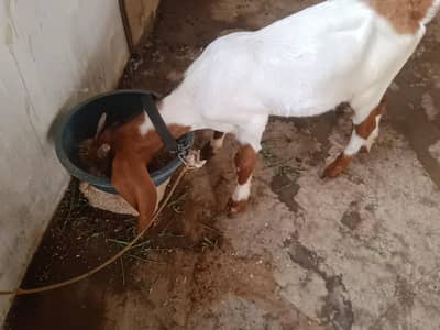khasi Bakra
