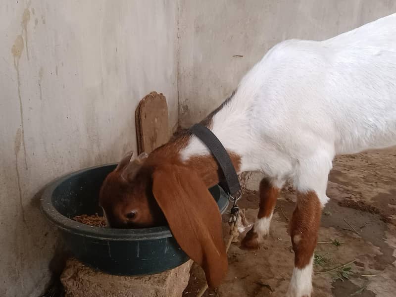 khasi Bakra qurbani 2027 1
