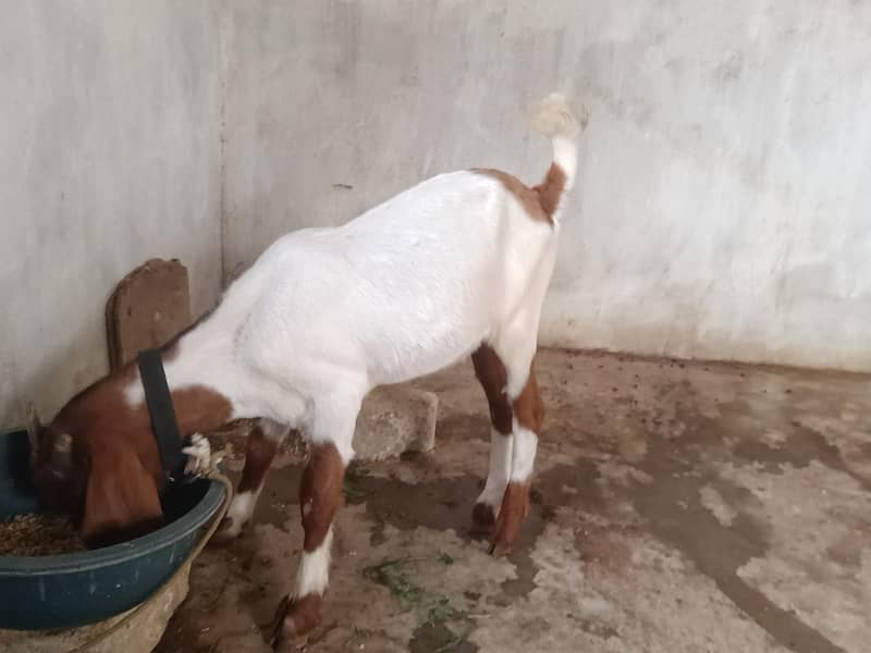 khasi Bakra qurbani 2027 2