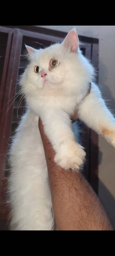 breader male 3coad
