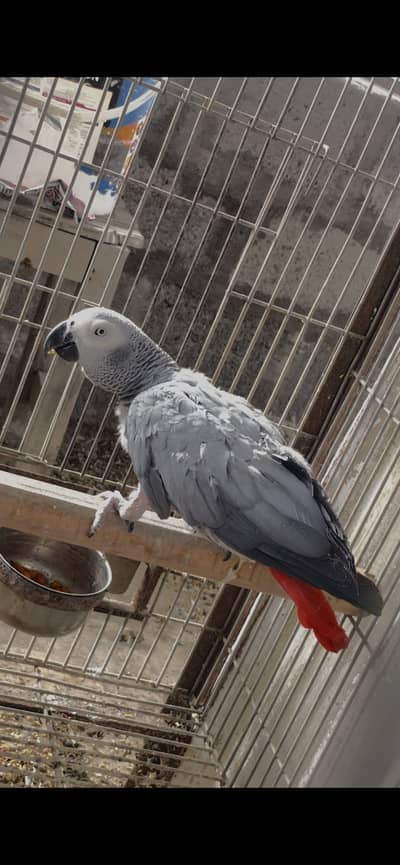 African grey parrot breeder talkative female
