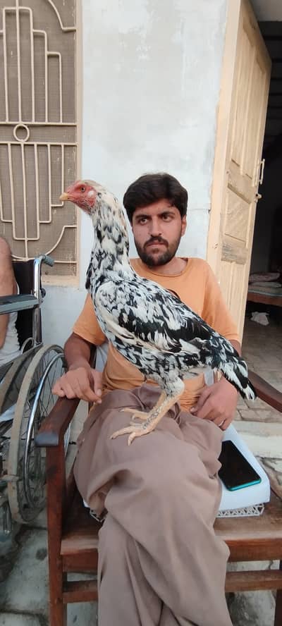 cheeni madi