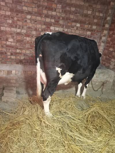 HF Cross, 33liter per day record history