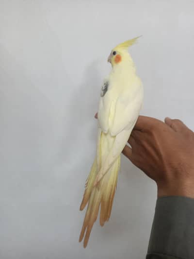 cockatiel