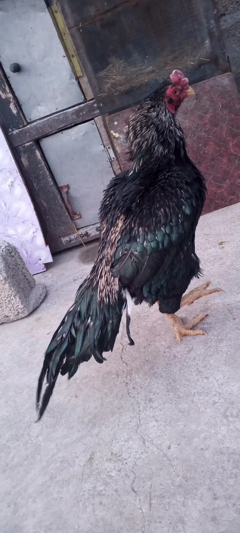 quality sawa brid — photo 2