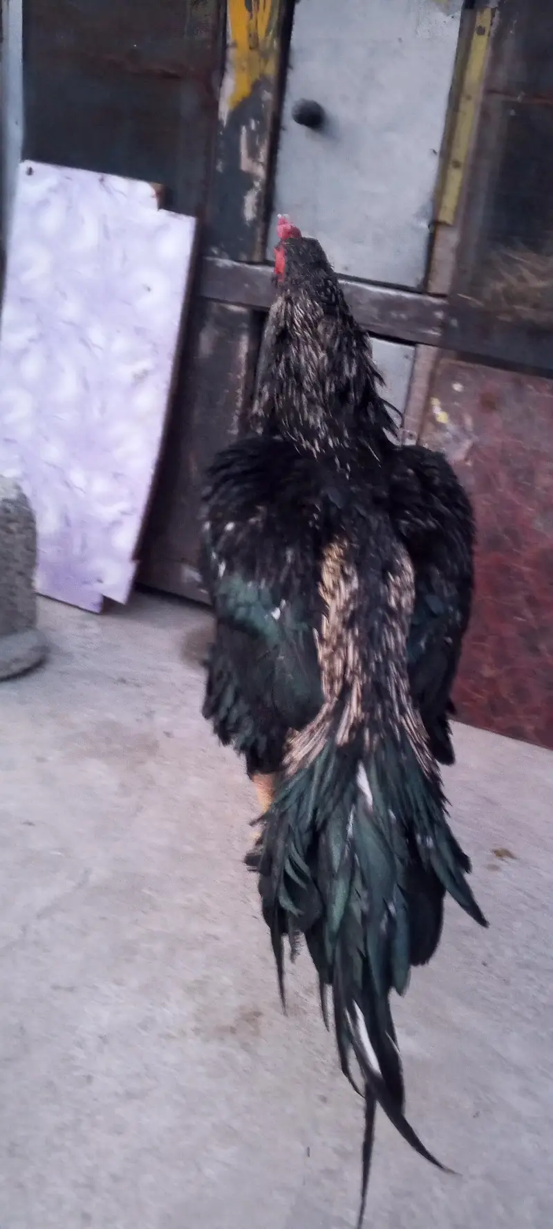 quality sawa brid — photo 3