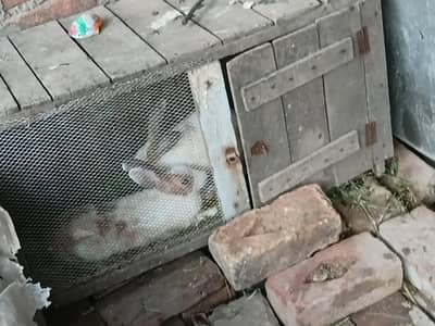I want to sale pair rabbit