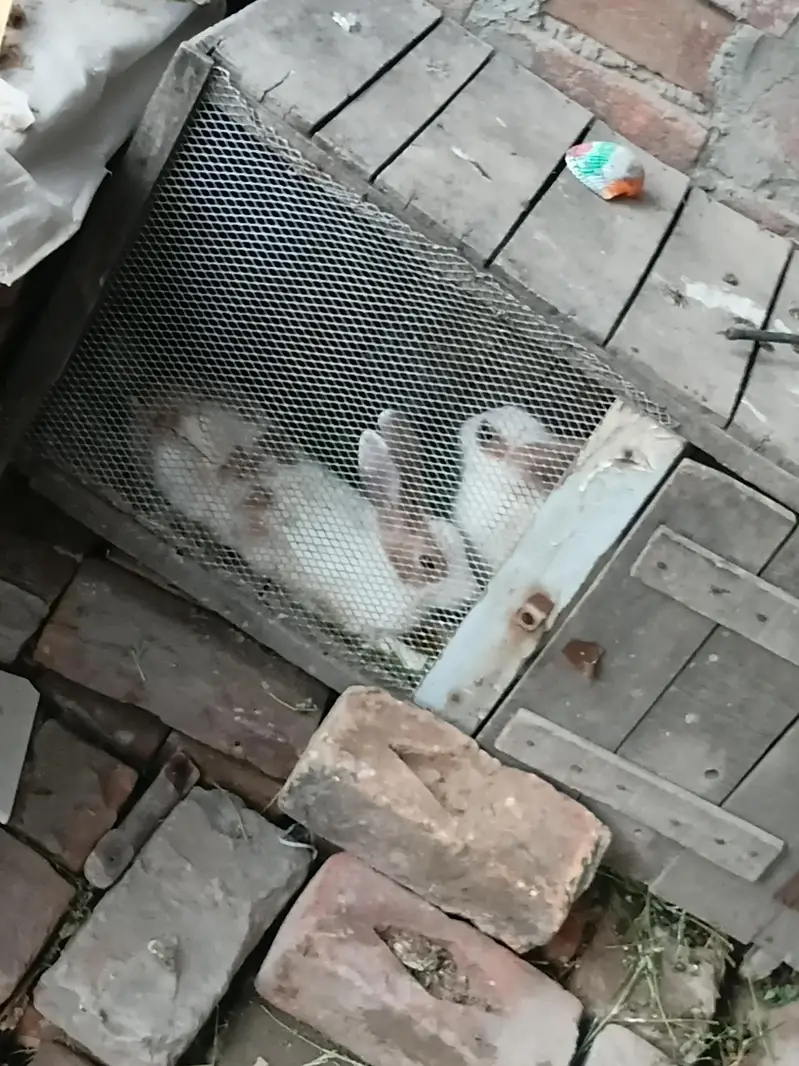 I want to sale pair rabbit — photo 2