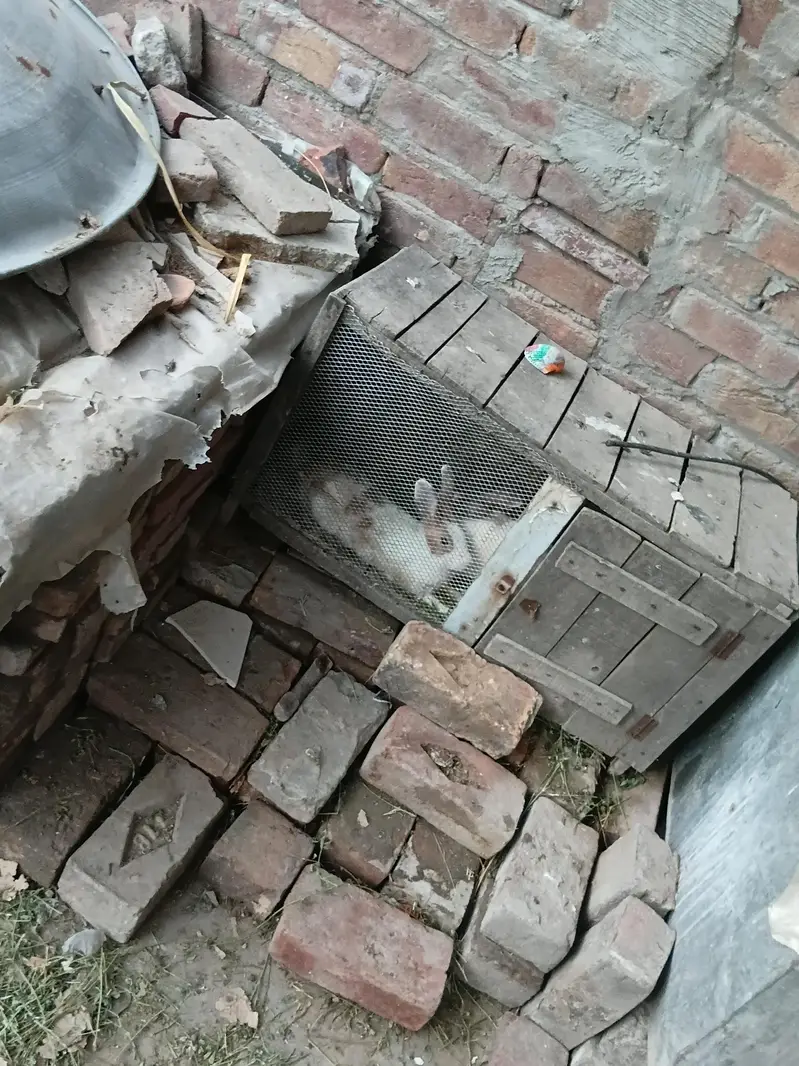 I want to sale pair rabbit — photo 3