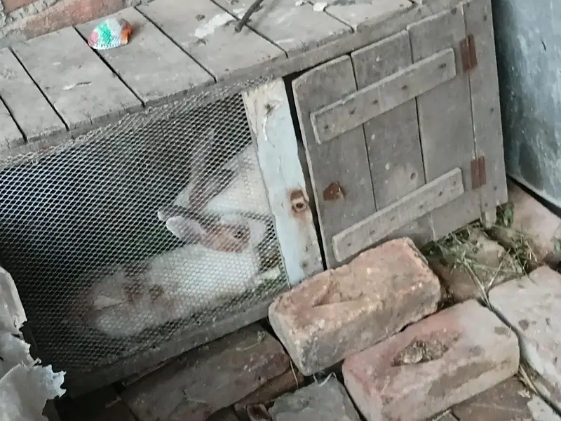 I want to sale pair rabbit — photo 4