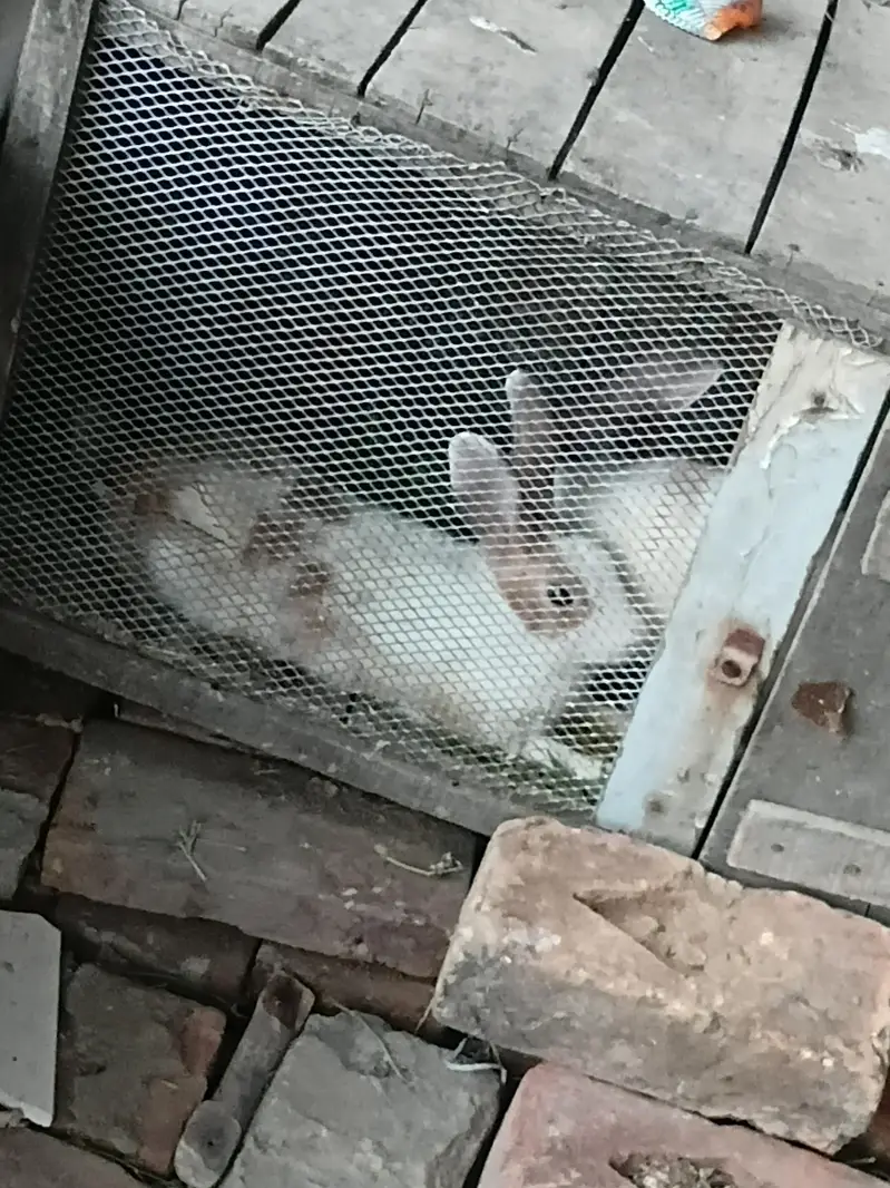 I want to sale pair rabbit — photo 5