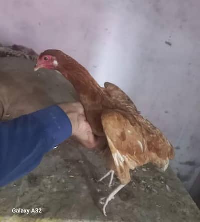 golden misri han