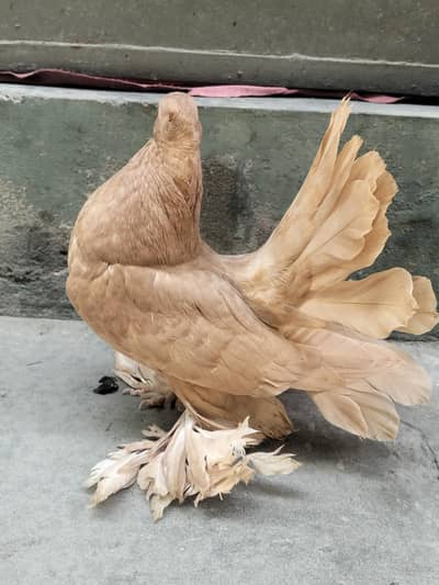 Amaican And Indian Chicks for sale