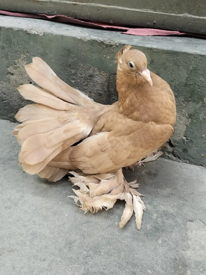 Amaican And Indian Chicks for sale — photo 2
