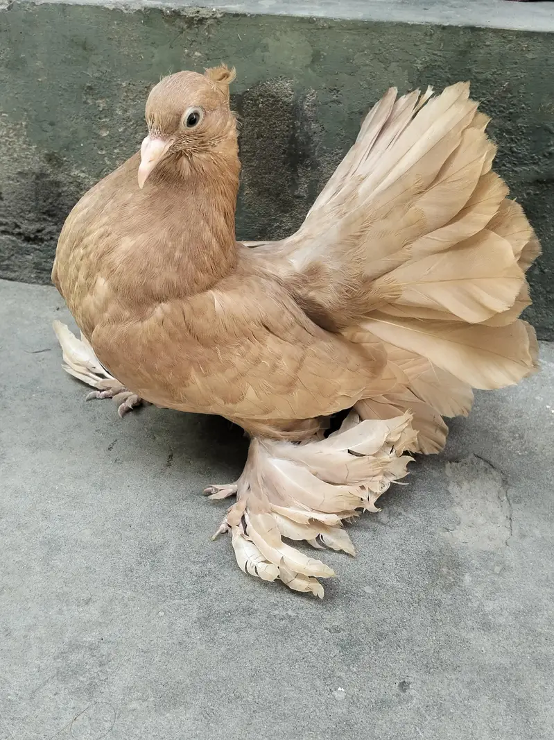 Amaican And Indian Chicks for sale — photo 3