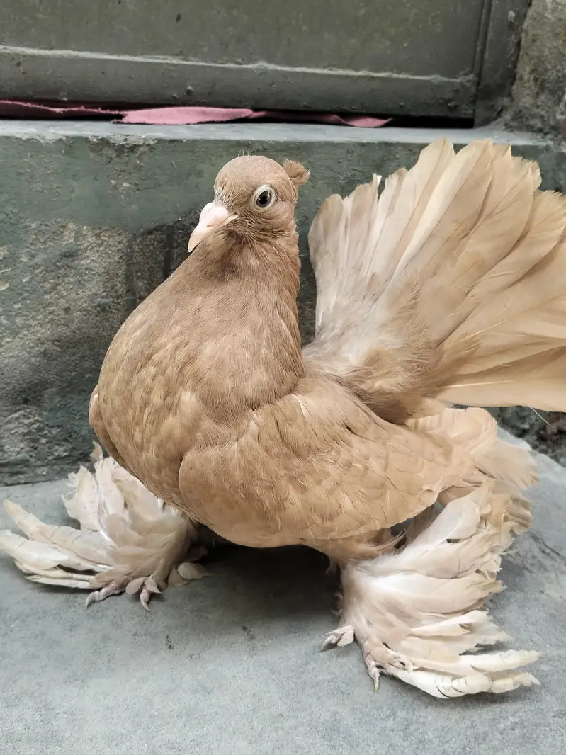 Amaican And Indian Chicks for sale — photo 4