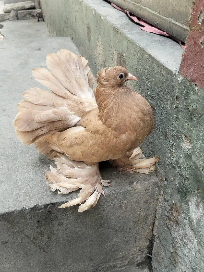 Amaican And Indian Chicks for sale — photo 5