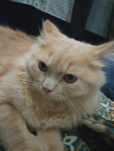 Cute cat