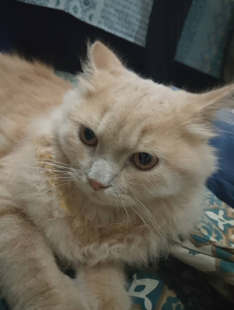 Cute cat 0