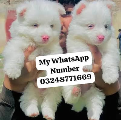 Russian Puppy dog for sale