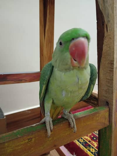 Raw Parrot