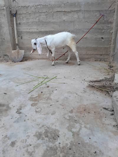 urgent sale need cash only WhatsApp 03152344578